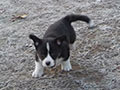 Welsh corgi cardigan puppy Zamok Svyatogo Angela PLATON