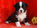 Welsh corgi cardigan puppy Zamok Svyatogo Angela POLINA