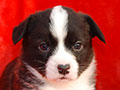 Welsh corgi cardigan puppy Zamok Svyatogo Angela POLINA