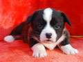 Welsh corgi cardigan puppy Zamok Svyatogo Angela POLINA