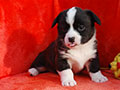 Welsh corgi cardigan puppy Zamok Svyatogo Angela POLINA
