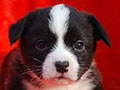Welsh corgi cardigan puppy Zamok Svyatogo Angela POLINA