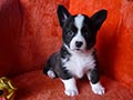 Welsh corgi cardigan puppy Zamok Svyatogo Angela POLINA