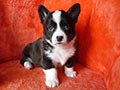 Welsh corgi cardigan puppy Zamok Svyatogo Angela POLINA