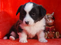 Welsh corgi cardigan puppy Zamok Svyatogo Angela PROKHOR