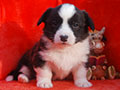Welsh corgi cardigan puppy Zamok Svyatogo Angela PROKHOR
