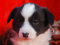 Welsh corgi cardigan puppy Zamok Svyatogo Angela PROKHOR