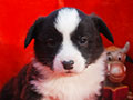 Welsh corgi cardigan puppy Zamok Svyatogo Angela PROKHOR