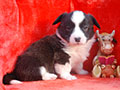 Welsh corgi cardigan puppy Zamok Svyatogo Angela PROKHOR