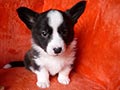 Welsh corgi cardigan puppy Zamok Svyatogo Angela PROKHOR