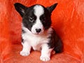 Welsh corgi cardigan puppy Zamok Svyatogo Angela PROKHOR