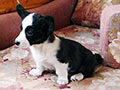 Welsh corgi cardigan puppy Zamok Svyatogo Angela PAVVA