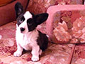 Welsh corgi cardigan puppy Zamok Svyatogo Angela PAVVA