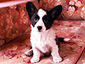 Welsh corgi cardigan puppy Zamok Svyatogo Angela PAVVA