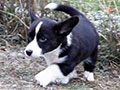 Welsh corgi cardigan puppy Zamok Svyatogo Angela PLATON