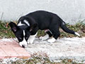 Welsh corgi cardigan puppy Zamok Svyatogo Angela PLATON