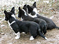 Welsh corgi cardigan puppy Zamok Svyatogo Angela PLATON