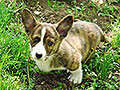 Welsh corgi cardigan puppy Zamok Svyatogo Angela RUTH