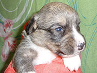 Welsh corgi cardigan puppy brindle boy Zamok Svyatogo Angela SHARLE