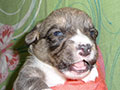 Welsh corgi cardigan puppy Zamok Svyatogo Angela SHARLE