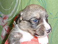 Welsh corgi cardigan puppy Zamok Svyatogo Angela SHARLE