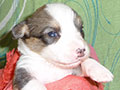 Welsh corgi cardigan puppy Zamok Svyatogo Angela SHARLOTTA
