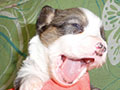 Welsh corgi cardigan puppy Zamok Svyatogo Angela SHARLOTTA