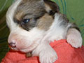 Welsh corgi cardigan puppy Zamok Svyatogo Angela SHARLOTTA