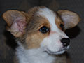 Welsh corgi cardigan puppy Zamok Svyatogo Angela SHARLOTTA