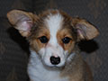 Welsh corgi cardigan puppy Zamok Svyatogo Angela SHARLOTTA