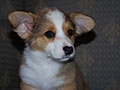 Welsh corgi cardigan puppy Zamok Svyatogo Angela SHARLOTTA