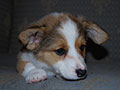 Welsh corgi cardigan puppy Zamok Svyatogo Angela SHARLOTTA