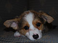 Welsh corgi cardigan puppy Zamok Svyatogo Angela SHARLOTTA