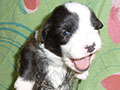 Welsh corgi cardigan puppy Zamok Svyatogo Angela SHAVVA