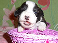 Welsh corgi cardigan puppy Zamok Svyatogo Angela SHAVVA