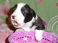Welsh corgi cardigan puppy Zamok Svyatogo Angela SHAVVA