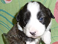 Welsh corgi cardigan puppy Zamok Svyatogo Angela SHAVVA