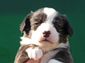 Welsh corgi cardigan puppy Zamok Svyatogo Angela SHAVVA