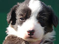 Welsh corgi cardigan puppy Zamok Svyatogo Angela SHAVVA