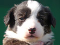 Welsh corgi cardigan puppy Zamok Svyatogo Angela SHAVVA