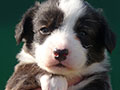 Welsh corgi cardigan puppy Zamok Svyatogo Angela SHAVVA