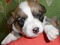 Welsh corgi cardigan puppy Zamok Svyatogo Angela SHEILA