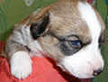 Welsh corgi cardigan puppy Zamok Svyatogo Angela SHEILA