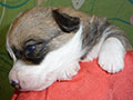 Welsh corgi cardigan puppy Zamok Svyatogo Angela SHEILA
