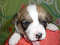 Welsh corgi cardigan puppy Zamok Svyatogo Angela SHEILA