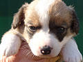 Welsh corgi cardigan puppy Zamok Svyatogo Angela SHEILA