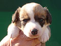 Welsh corgi cardigan puppy Zamok Svyatogo Angela SHEILA