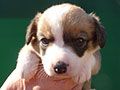 Welsh corgi cardigan puppy Zamok Svyatogo Angela SHEILA