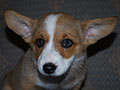 Welsh corgi cardigan puppy Zamok Svyatogo Angela SHEILA