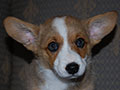 Welsh corgi cardigan puppy Zamok Svyatogo Angela SHEILA